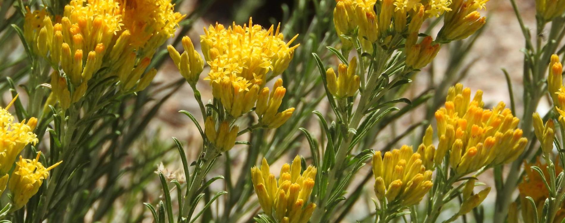 Nevada state flower blossoming sage